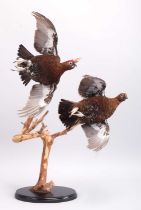 Taxidermy: A Pair of Flying Red Grouse (Lagopus lagopus scotica), modern, by Brian Lancaster,