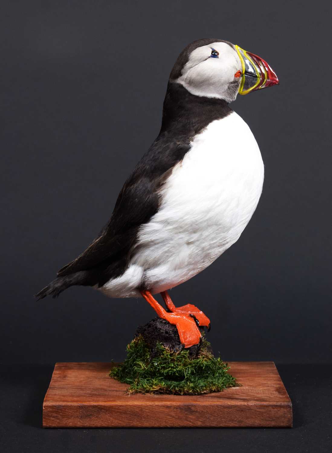 Taxidermy: Atlantic Puffin (Fratercula arctica), 21st century, a large high-quality full mount adult - Image 2 of 2