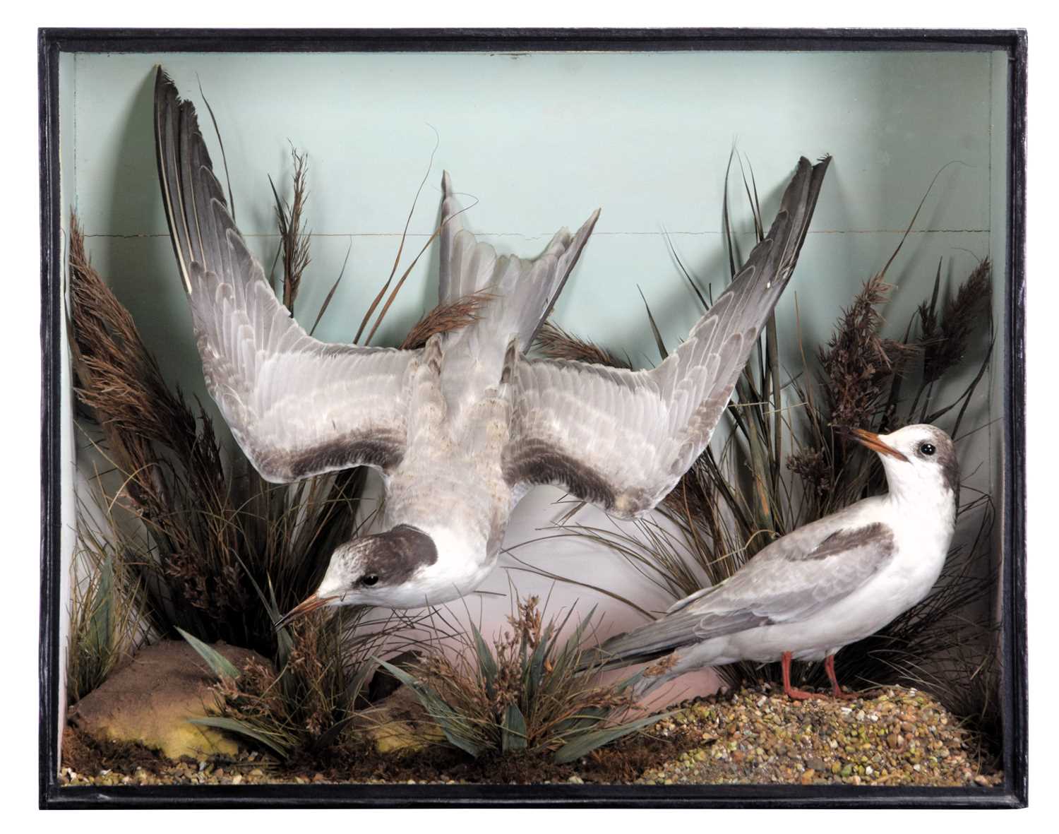 Taxidermy: A Late Victorian Cased Pair of Arctic Terns (Sterna paradisaea), dated 1898, a pair of