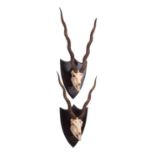 Antlers/Horns: Two Sets of Indian Blackbuck Horns on Skulls (Antilope cervicapra), dated 1903, a set