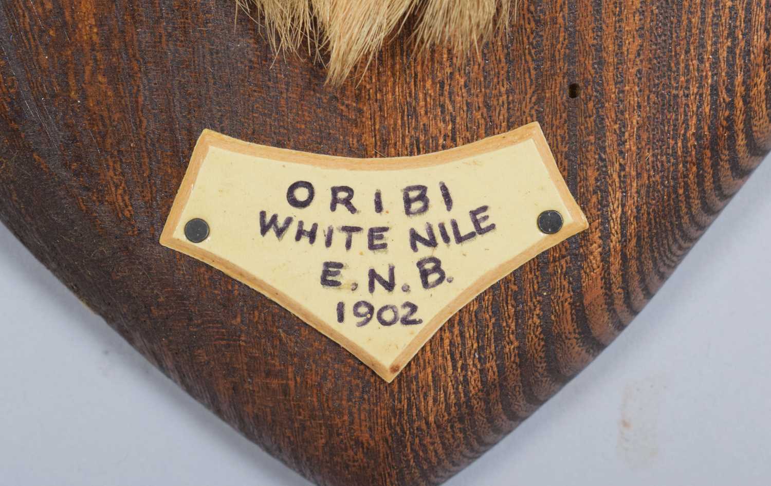 Taxidermy: Central Oribi (Ourebia hastata), dated 1902, White Nile, an adult male neck mount with - Image 4 of 4