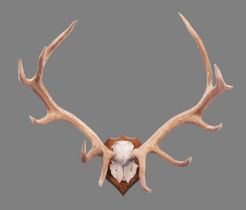 Antlers/Horns: A Rare Set of Tibetan or Shou Deer Antlers (Cervus canadensis wallichi), early-mid