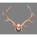 Antlers/Horns: A Rare Set of Tibetan or Shou Deer Antlers (Cervus canadensis wallichi), early-mid