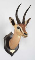 Taxidermy: Dibatag (Ammodorcas clarkei), dated 1919, Haud, Somalia, by Rowland Ward Ltd, "The