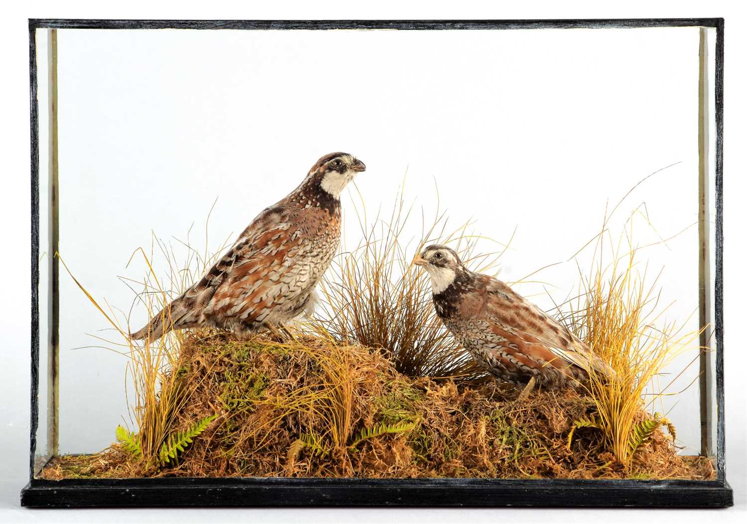Taxidermy: A Cased Pair of Northern Bobwhite Quail (Colinus virginianus), circa early-mid 20th