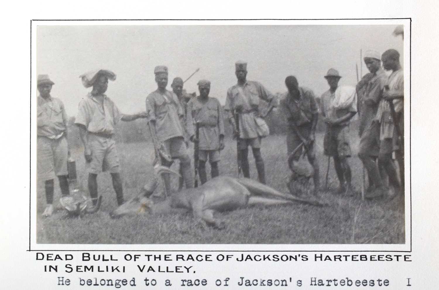 Taxidermy: Jackson's or Lelwel Hartebeest (Alcelaphus lelwel), circa 1923-1924, Koba, East of The - Image 6 of 8