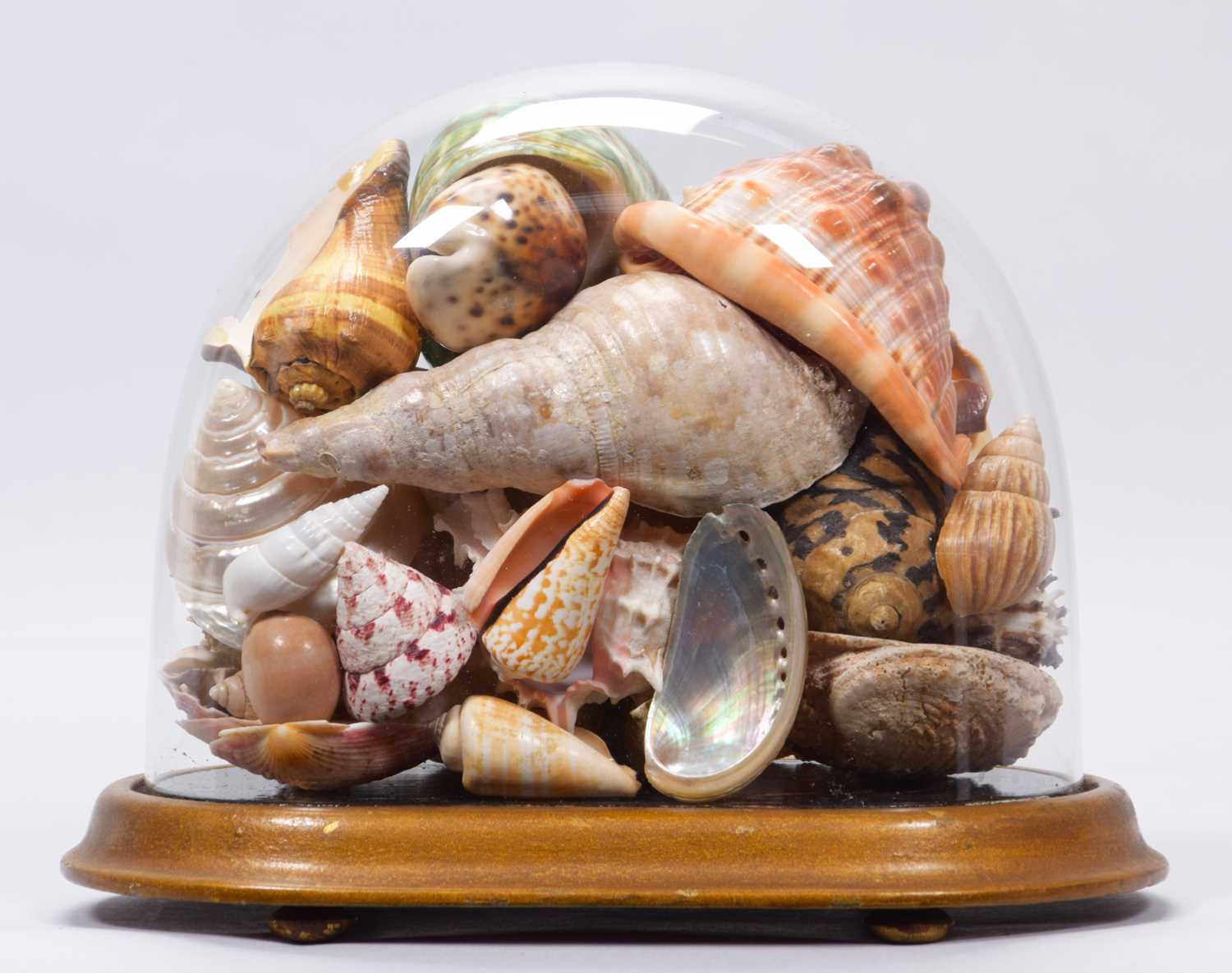 Conchology: A Victorian Style Display of World Sea Shells, a collection of various World sea shells,