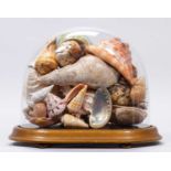 Conchology: A Victorian Style Display of World Sea Shells, a collection of various World sea shells,