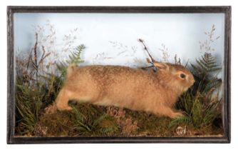 Taxidermy: A Late Victorian Cased Hare Leveret (Lepus timidus), circa 1880-1900, a good quality full