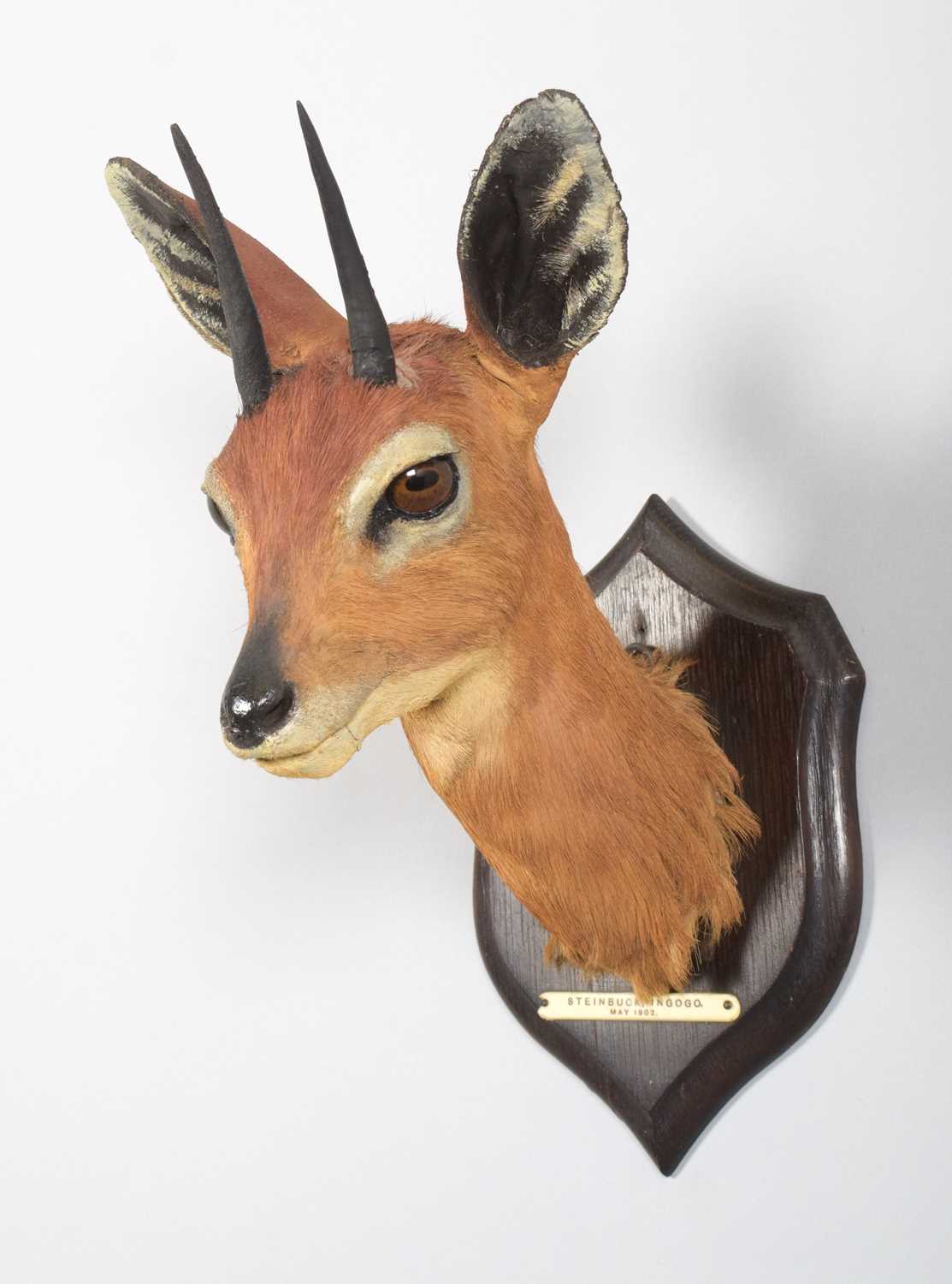 Taxidermy: South African Steenbok (Raphicerus campestris campestris), dated 1902, Ingogo, South