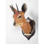 Taxidermy: South African Steenbok (Raphicerus campestris campestris), dated 1902, Ingogo, South