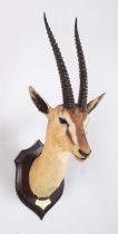 Taxidermy: Thomson's Gazelle (Eudorcas thomsonii), dated 1909, British East Africa, by Rowland