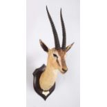 Taxidermy: Thomson's Gazelle (Eudorcas thomsonii), dated 1909, British East Africa, by Rowland