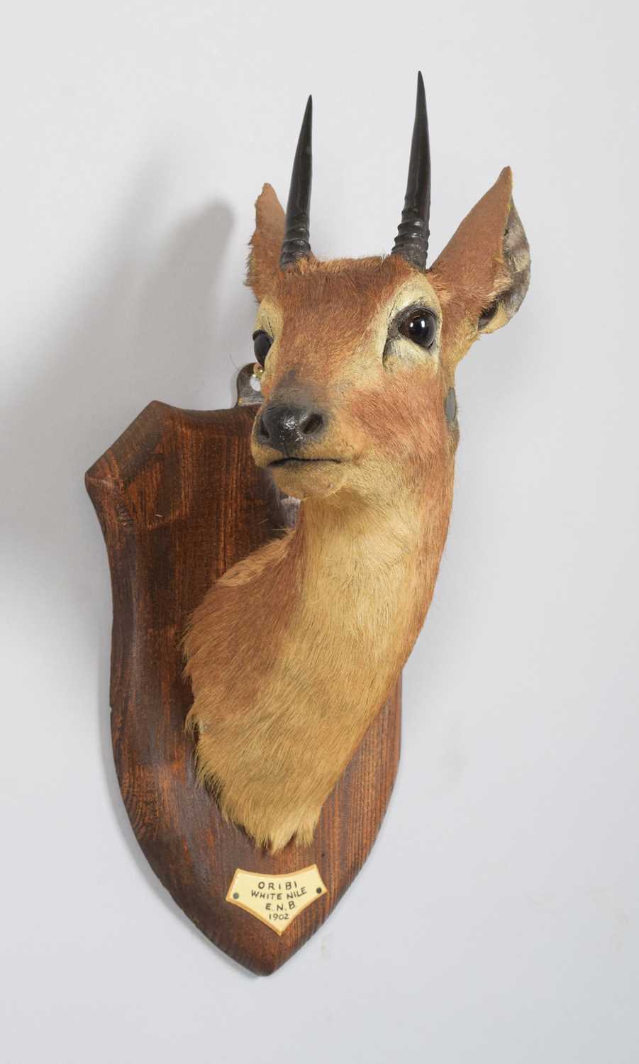 Taxidermy: Central Oribi (Ourebia hastata), dated 1902, White Nile, an adult male neck mount with - Image 3 of 4