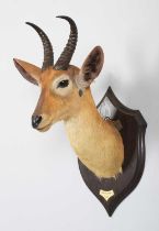 Taxidermy: Ward's or Eastern Bohor Reedbuck (Redunca bohor), dated 1909, British East Africa, by