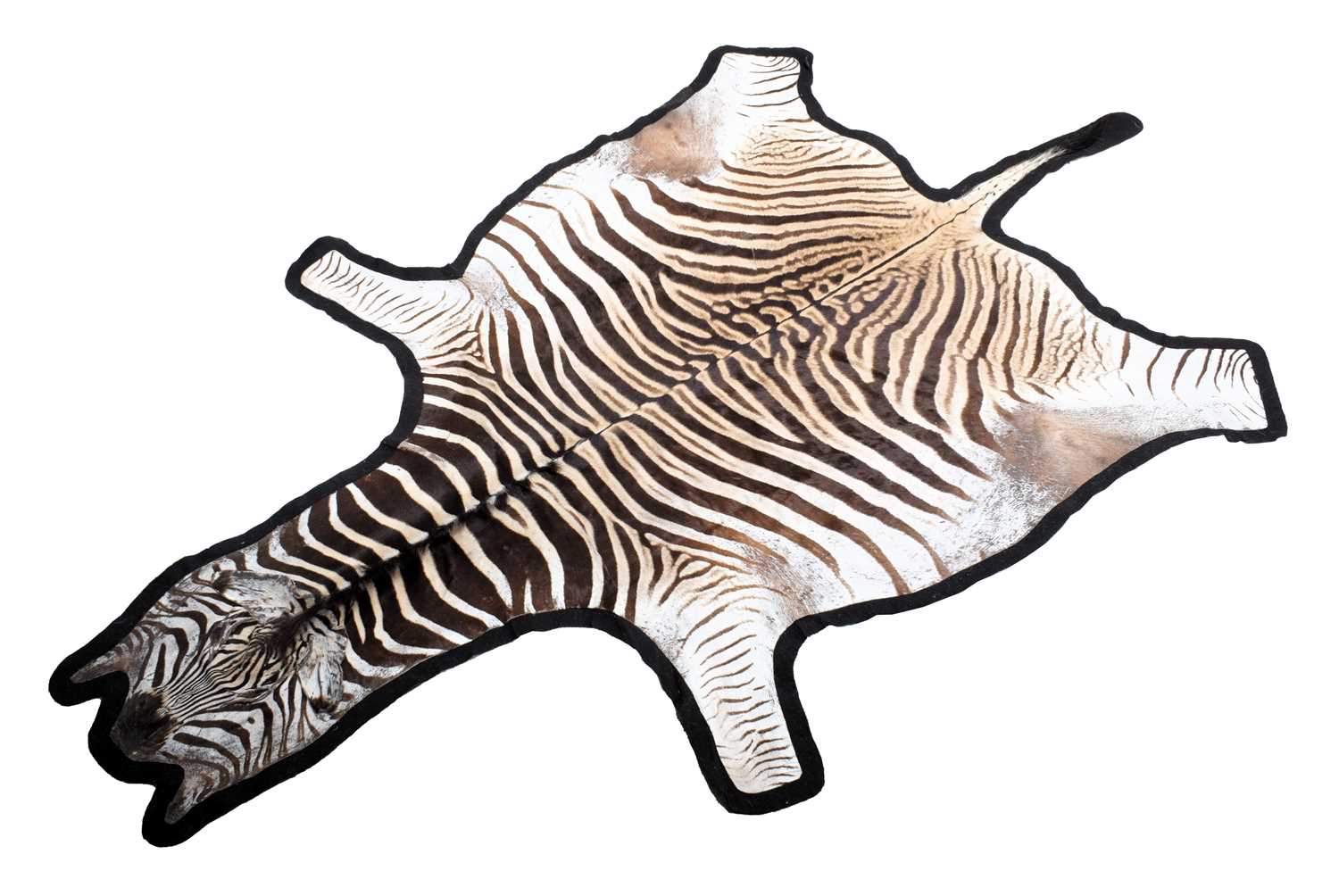 Skins/Hides: Burchell's Zebra Skin (Equus quagga), 21st century, South Africa, an adult Burchell's/ - Image 3 of 3