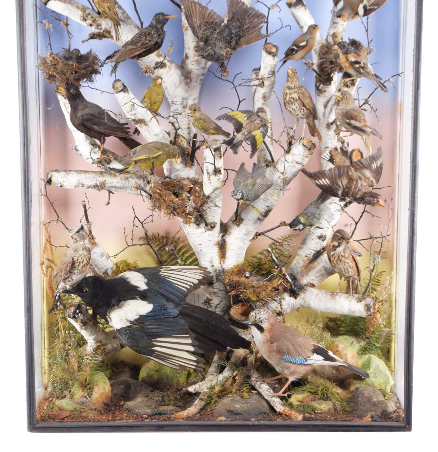 Taxidermy: A Large Late Victorian Diorama of British Woodland Birds, circa 1880-1900, by James E. - Image 3 of 10