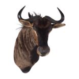 Taxidermy: Blue Wildebeest (Connochaetes taurinus), late 20th century, South Africa, high quality