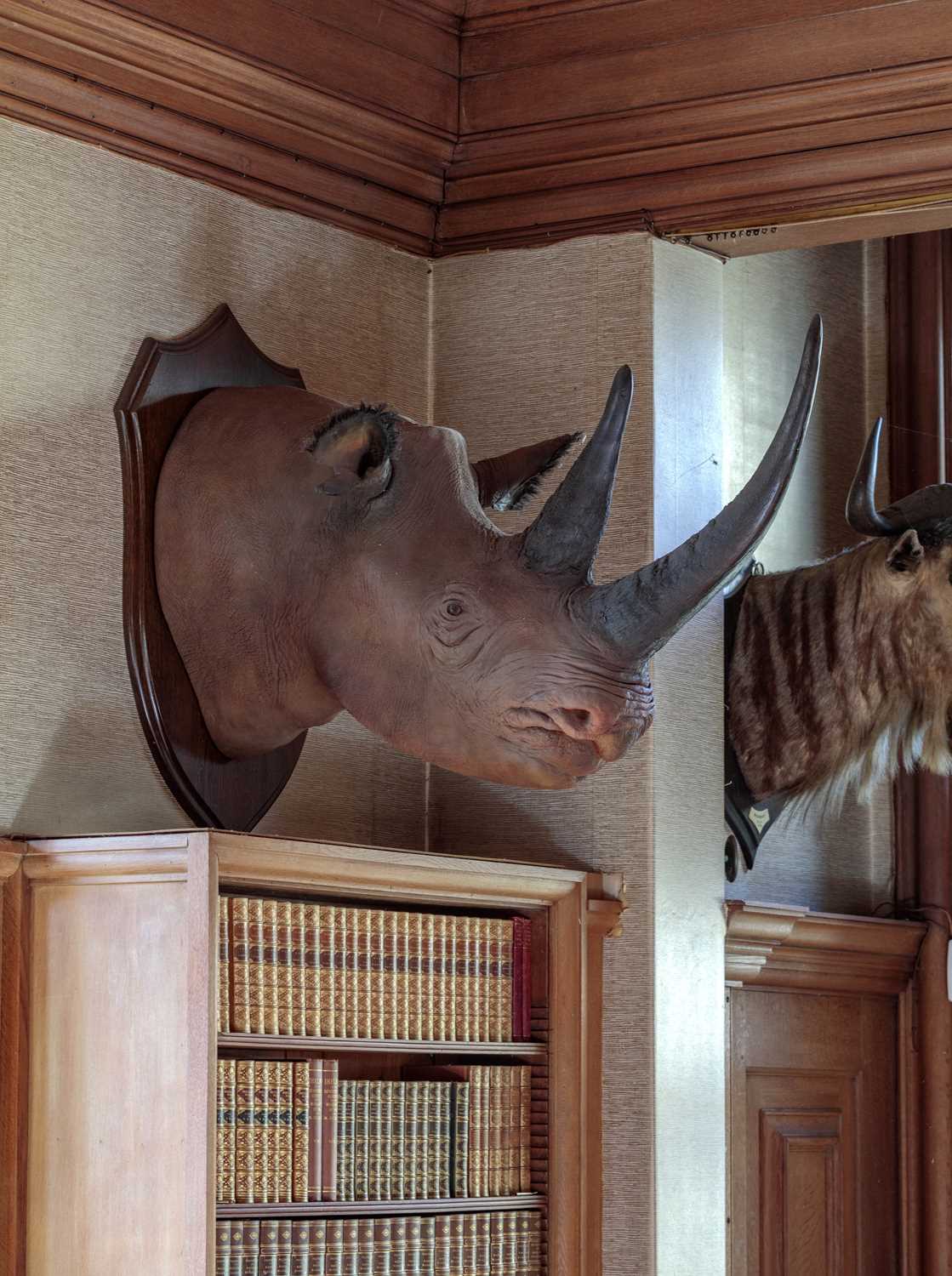 Taxidermy: A Superb Recreation of a Black Rhinoceros (Diceros bicornis), modern, a large high - Image 8 of 8