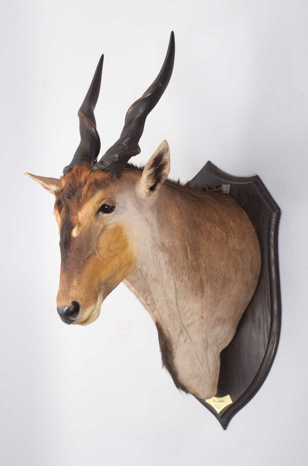 Taxidermy: East African Eland (Taurotragus oryx pattersonianus), dated 1909, British East Africa, - Image 5 of 7