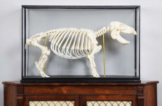 Skeletons/Anatomy: A Cased Baby Hippopotamus (Hippopotamus amphibius), 21st century, a complete