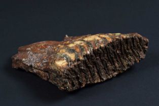 Natural History: A Fossilized Mammoth Tooth (Mammuthus), approx 4000 years old, a preserved