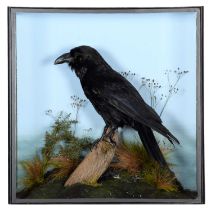 Taxidermy: A Cased Common Raven (Corvus corax), dated 2016, captive bred, a high quality full
