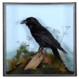 Taxidermy: A Cased Common Raven (Corvus corax), dated 2016, captive bred, a high quality full