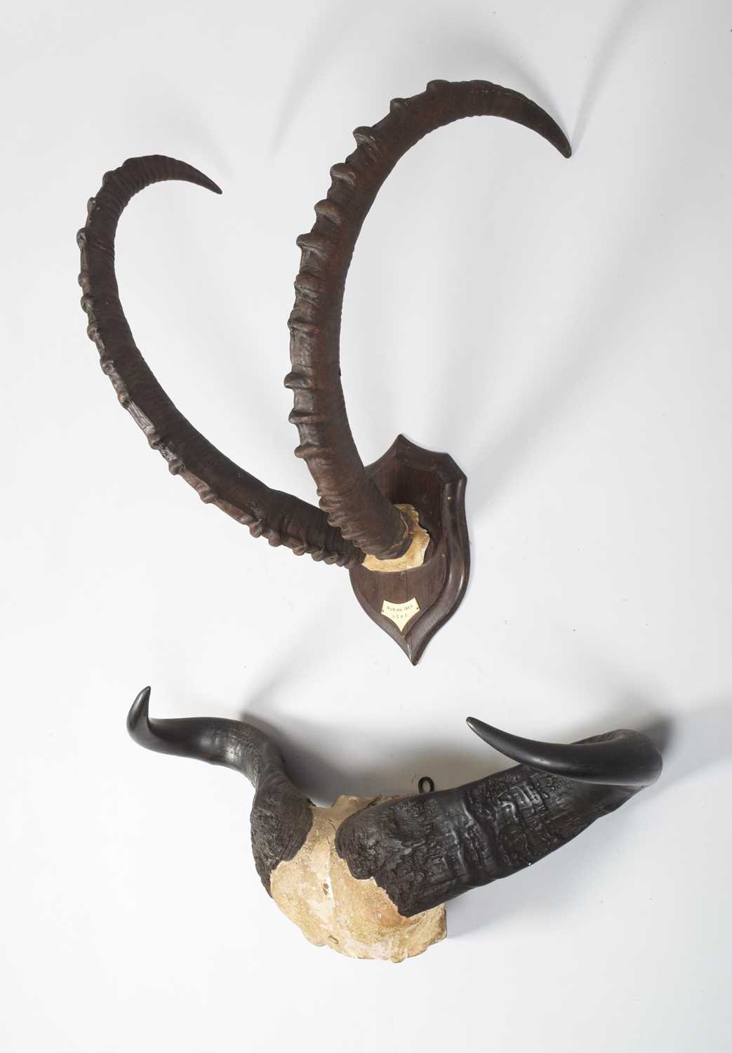 Antlers/Horns: A Set of Nubian Ibex Horns and Cape Buffalo Horns, circa 1900-1914, by Rowland Ward - Image 3 of 5