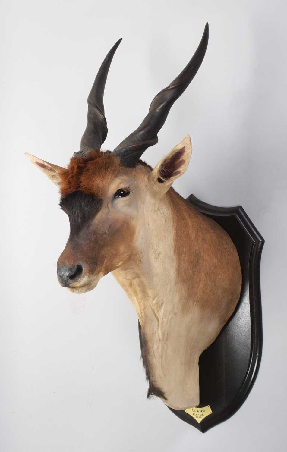 Taxidermy: Livingstone's Eland (Taurotragus oryx livingstonei), dated 1920, Kafue, Zambia, by - Image 2 of 9