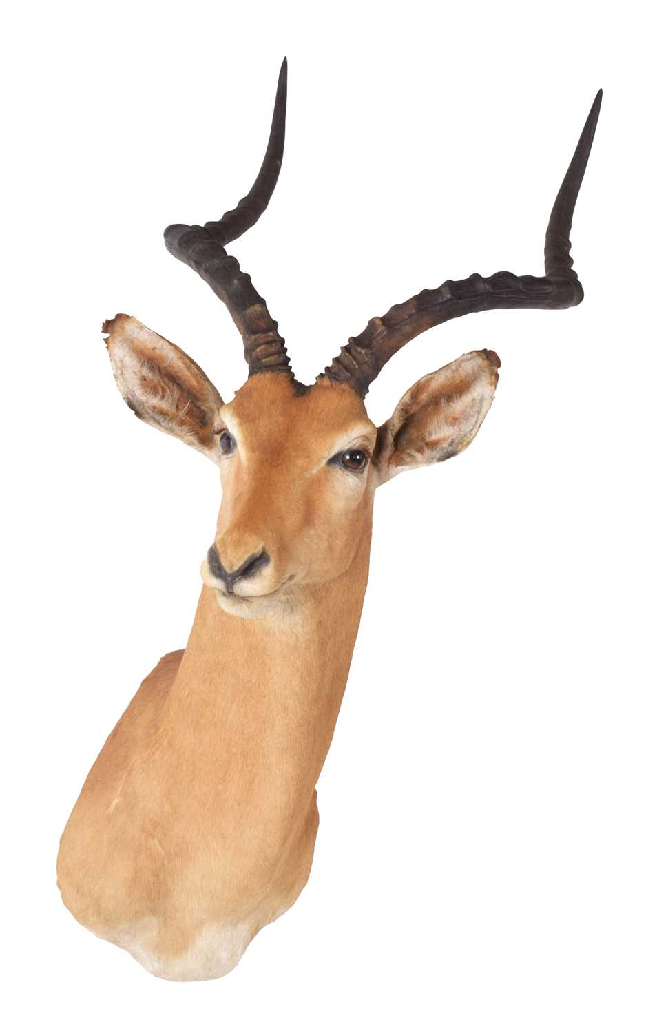 Taxidermy: Common Impala (Aepyceros Melampus), 21st century, South Africa, adult male shoulder mount - Image 3 of 3