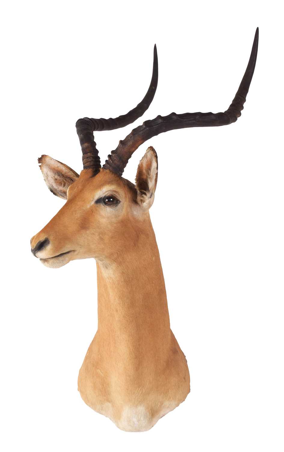 Taxidermy: Common Impala (Aepyceros Melampus), 21st century, South Africa, adult male shoulder mount