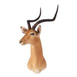 Taxidermy: Common Impala (Aepyceros Melampus), 21st century, South Africa, adult male shoulder mount