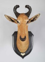 Taxidermy: Lichtenstein’s Hartebeest (Alcelaphus lichtensteinii), dated 1920, Kafue, Zambia, by