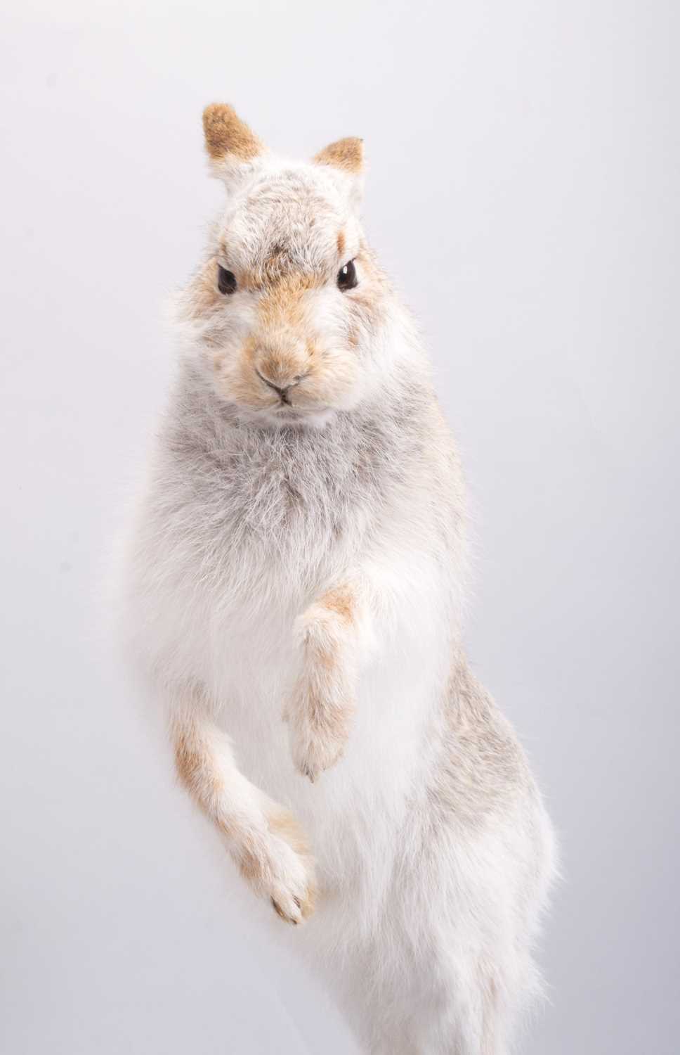 Taxidermy: Scottish Mountain Hare (Lepus timidus), modern, by Brian Lancaster, Taxidermy, Bedale, - Image 4 of 6