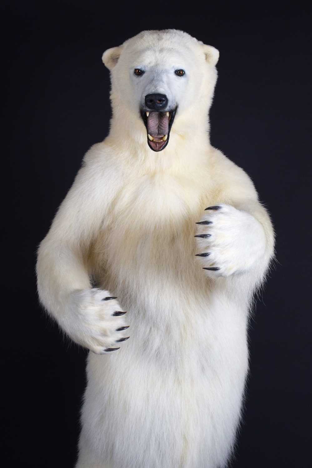 Taxidermy: Polar Bear (Ursus maritimus), circa 1997, a large full mount adult in upright standing - Image 5 of 12