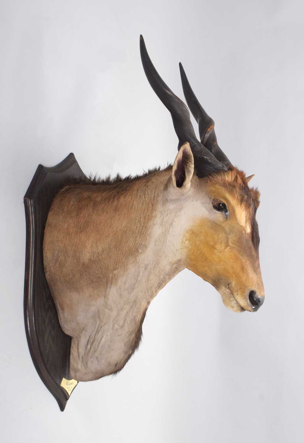 Taxidermy: East African Eland (Taurotragus oryx pattersonianus), dated 1909, British East Africa, - Image 4 of 7