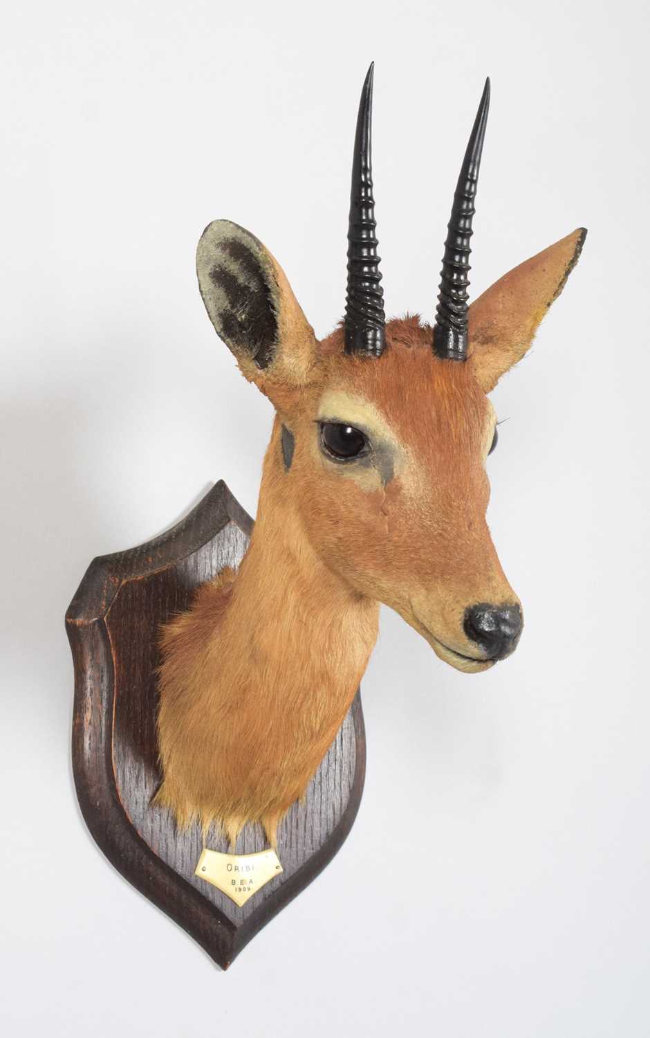 Taxidermy: Central Oribi (Ourebia hastata), dated 1909, British East Africa, by Rowland Ward Ltd, " - Image 3 of 5