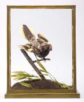 Taxidermy: A Cased Regent Honeyeater (Anthochaera phrygia), circa early 20th century, a full mount