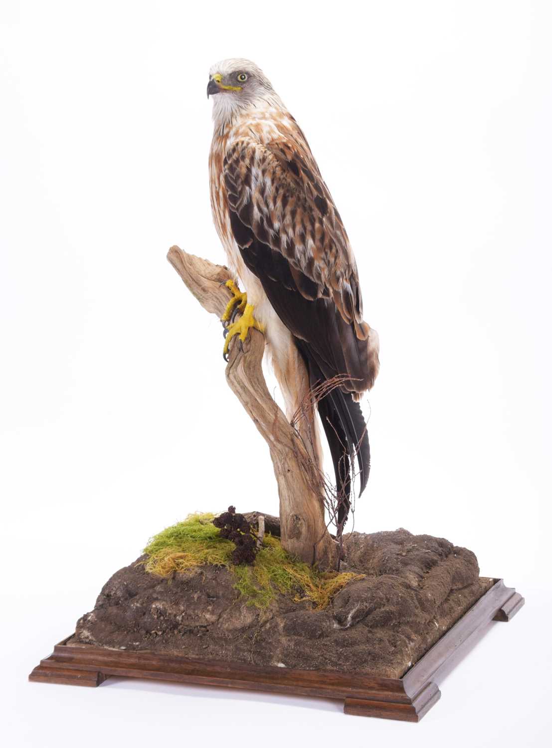 Taxidermy: A Cased Red Kite (Milvus milvus), dated 2023, a full mount adult with head turning to the - Image 3 of 10