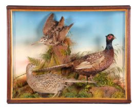 Taxidermy: A Late Victorian Cased Pair of Ring-necked Pheasants and Woodcock, circa 1880-1933, by