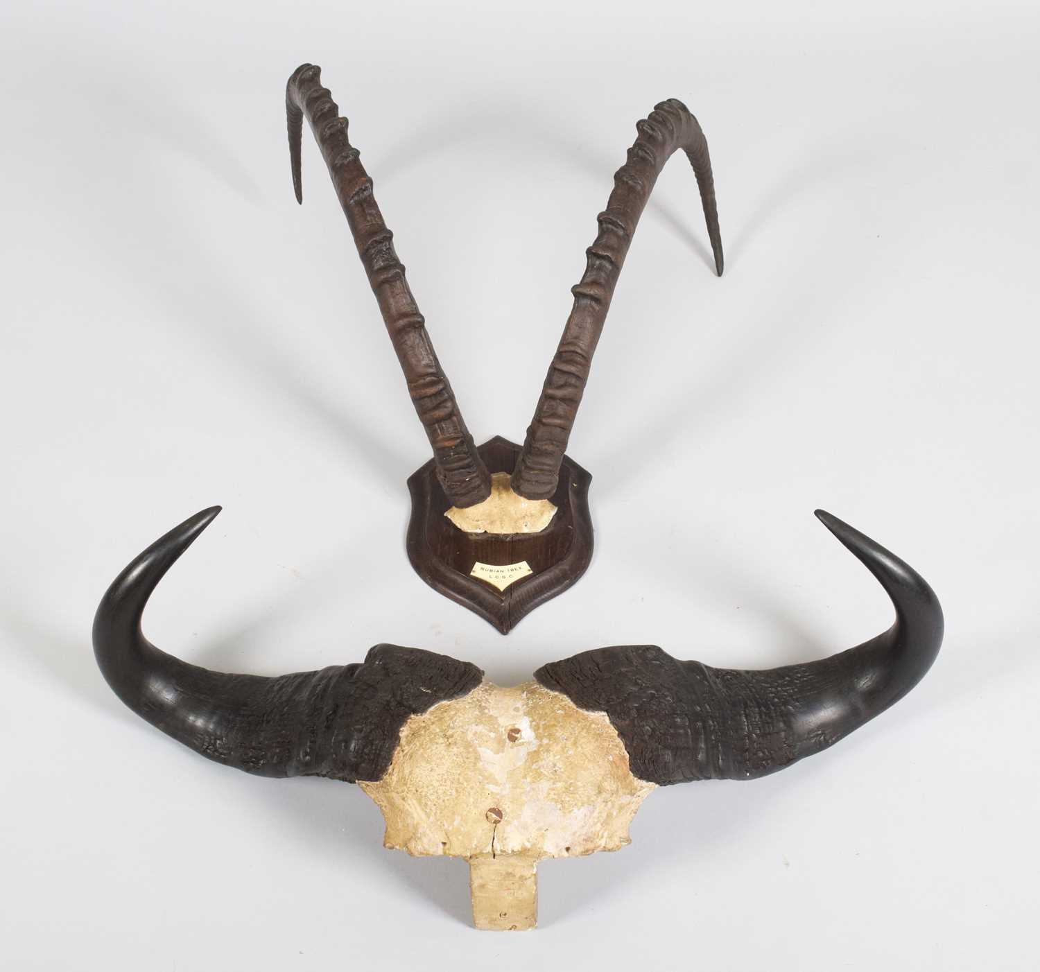 Antlers/Horns: A Set of Nubian Ibex Horns and Cape Buffalo Horns, circa 1900-1914, by Rowland Ward