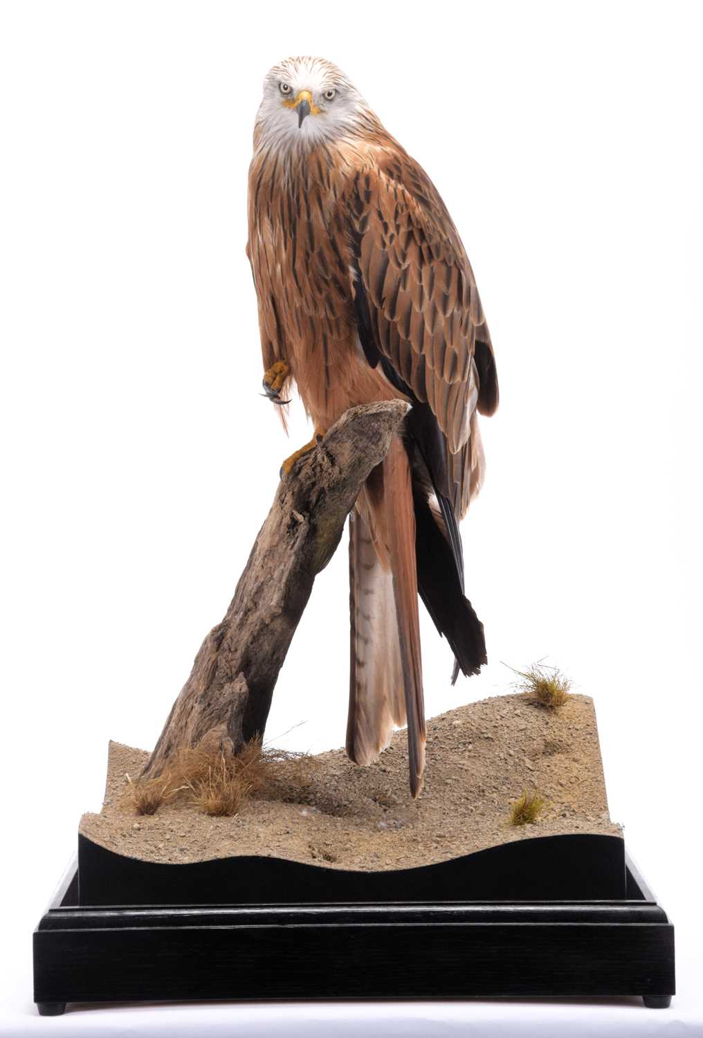 Taxidermy: A Cased Red Kite (Milvus milvus), captive bred, dated 2023, by Carl Church, Taxidermy, - Image 2 of 7