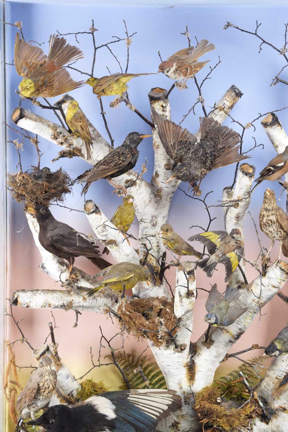 Taxidermy: A Large Late Victorian Diorama of British Woodland Birds, circa 1880-1900, by James E. - Image 5 of 10