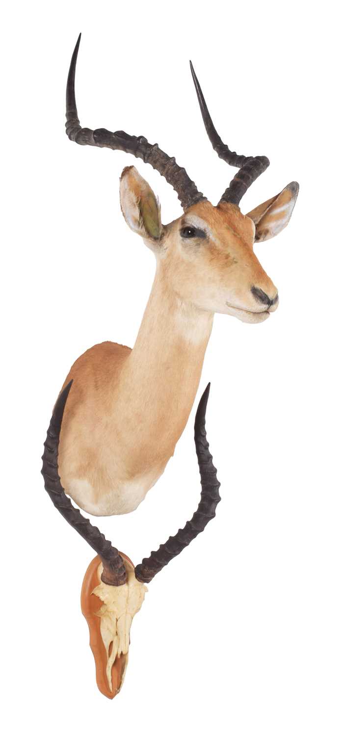 Taxidermy: Common Impala (Aepyceros Melampus), 21st century, South Africa, adult male shoulder mount - Image 2 of 3
