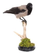 Taxidermy: Hooded Crow (Corvus cornix), modern, by Howard Bennett, Taxidermy, Hainford, Norwich, a