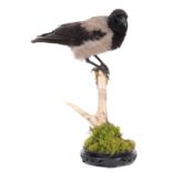 Taxidermy: Hooded Crow (Corvus cornix), modern, by Howard Bennett, Taxidermy, Hainford, Norwich, a