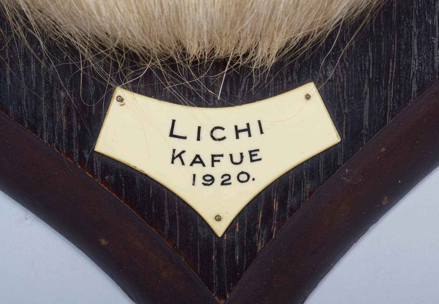 Taxidermy: Red Lechwe (Kobus leche), dated 1920, Kafue, Zambia, by Rowland Ward Ltd, "The Jungle", - Image 4 of 8