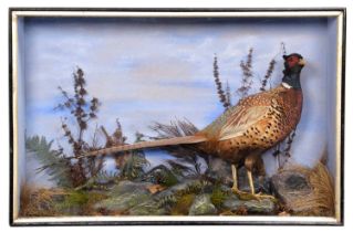 Taxidermy: A Late Victorian Cased Ring-necked Pheasant (Phasianus colchicus), attributed to Henry