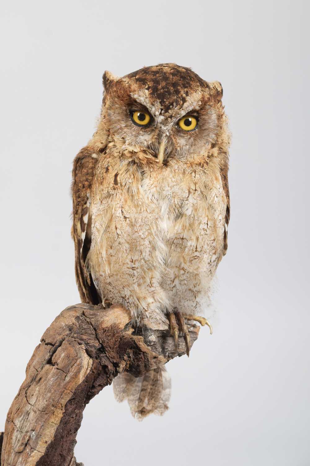 Taxidermy: African Scops Owl (Otus senegalensis), modern, a high quality full mount adult in resting - Image 2 of 3